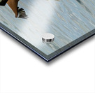 Fishing Booby Acrylic print