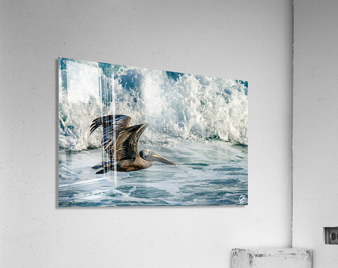 Surfing Pelican Acrylic Print