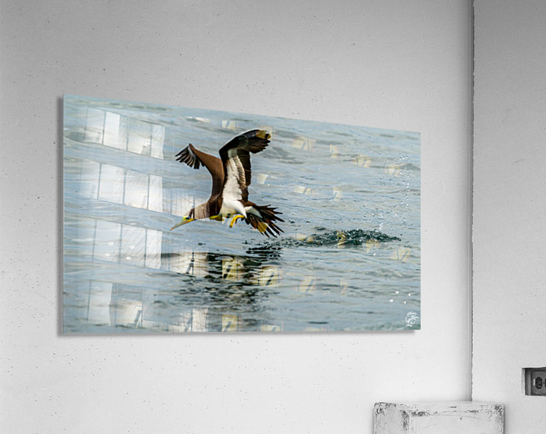 Fishing Booby Acrylic Print