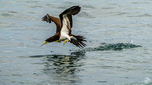 Fishing Booby