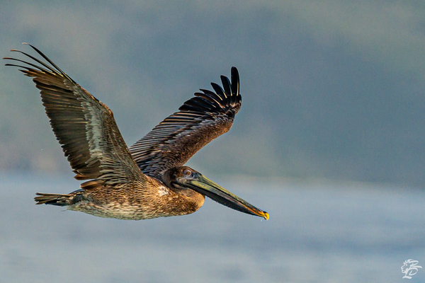 Apple Bay Pelican Print
