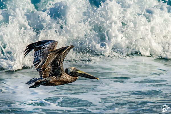 Surfing Pelican Print
