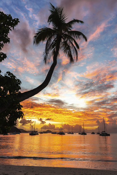 Sunset Palm   Cane Garden Bay Print