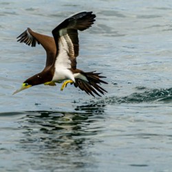 Fishing Booby