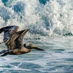 Surfing Pelican