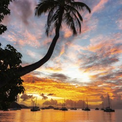 Sunset Palm   Cane Garden Bay