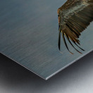 Apple Bay Pelican Metal print