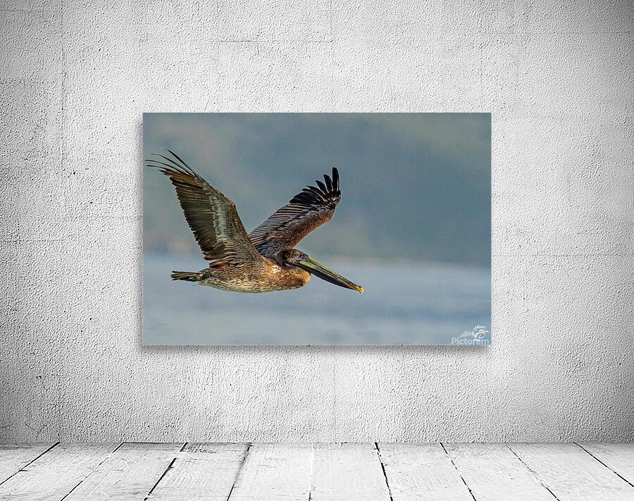 Apple Bay Pelican Wall Preview