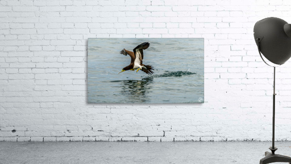 Fishing Booby Wall Preview